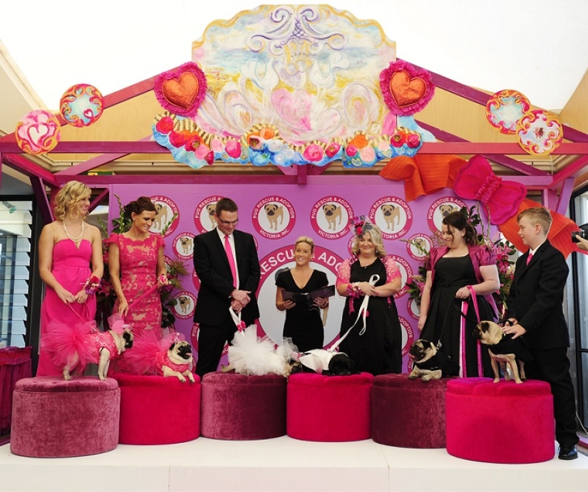 Dog Wedding: Advice and Love to Jasmine and Jasper