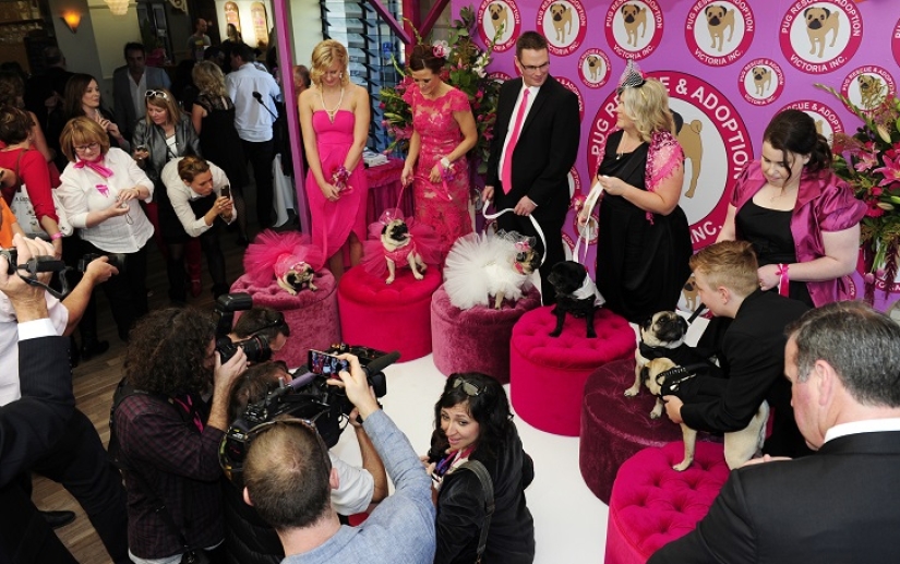 Dog Wedding: Advice and Love to Jasmine and Jasper