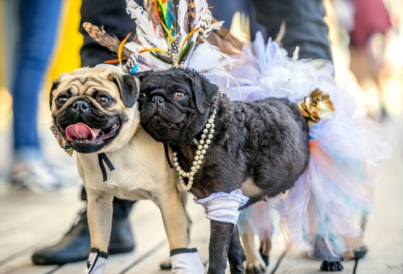 Dog Wedding: Advice and Love to Jasmine and Jasper