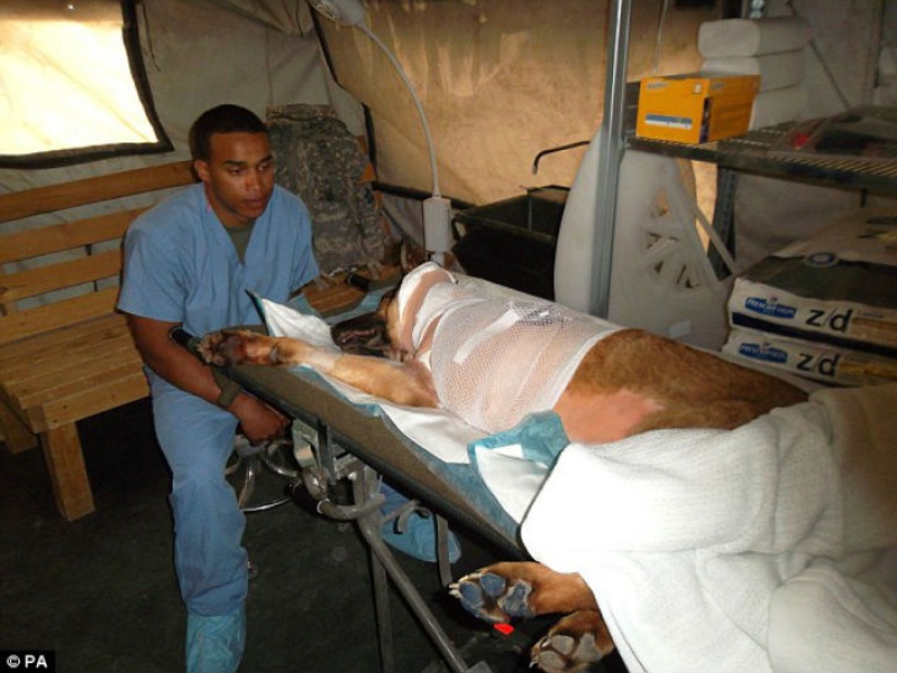 Dog who lost a leg while serving in Afghanistan was awarded a medal Dog who lost a leg while serving in Afghanistan was awarded a medal