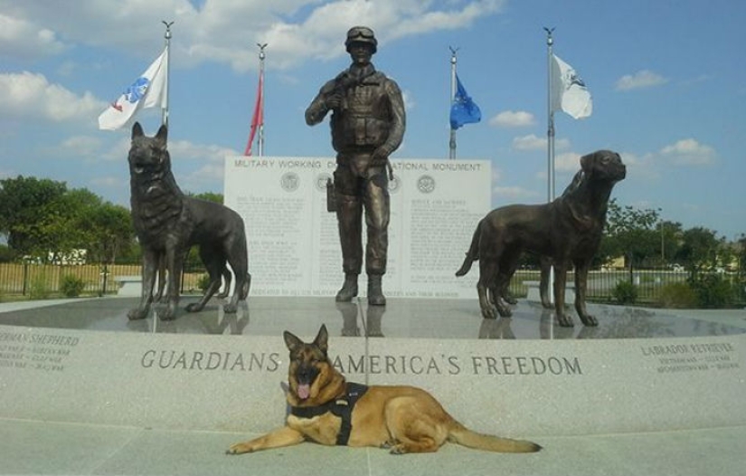Dog who lost a leg while serving in Afghanistan was awarded a medal Dog who lost a leg while serving in Afghanistan was awarded a medal