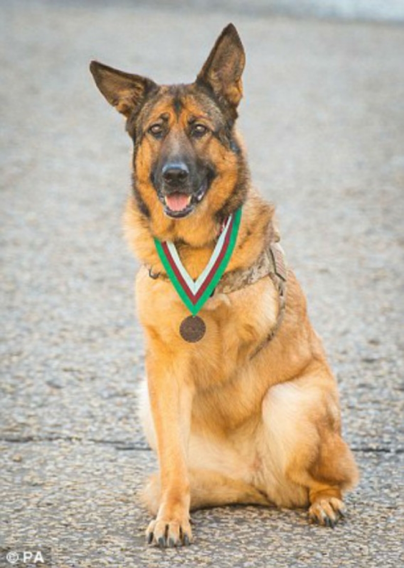 Dog who lost a leg while serving in Afghanistan was awarded a medal Dog who lost a leg while serving in Afghanistan was awarded a medal