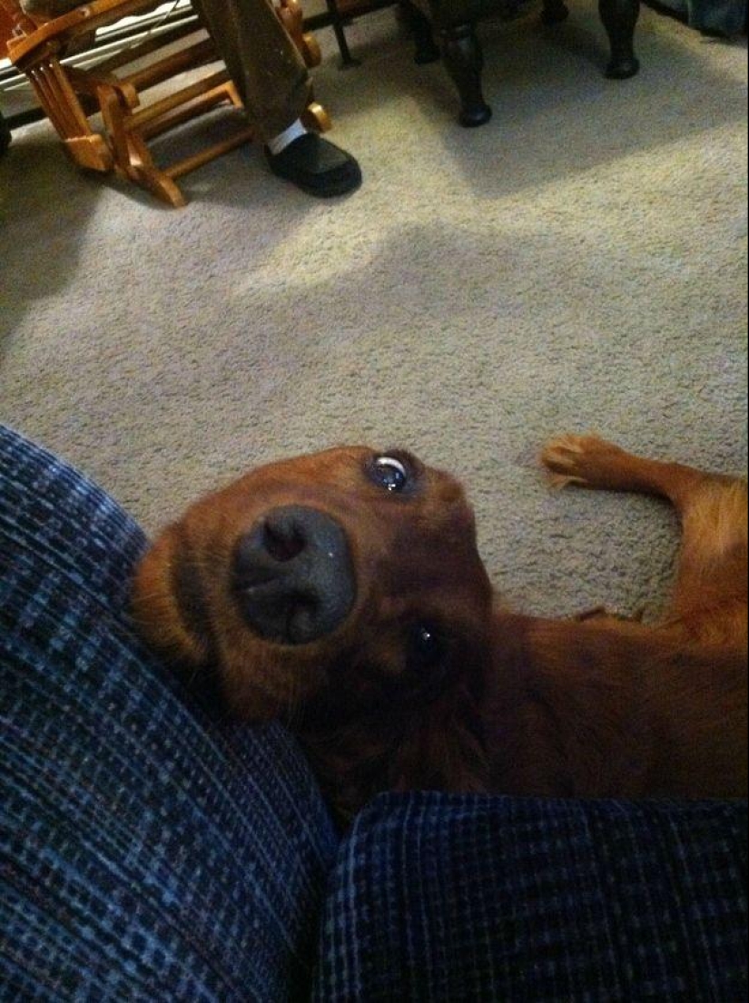 Dog, you've got it all mixed up...