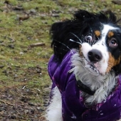 Dog, you've got it all mixed up...