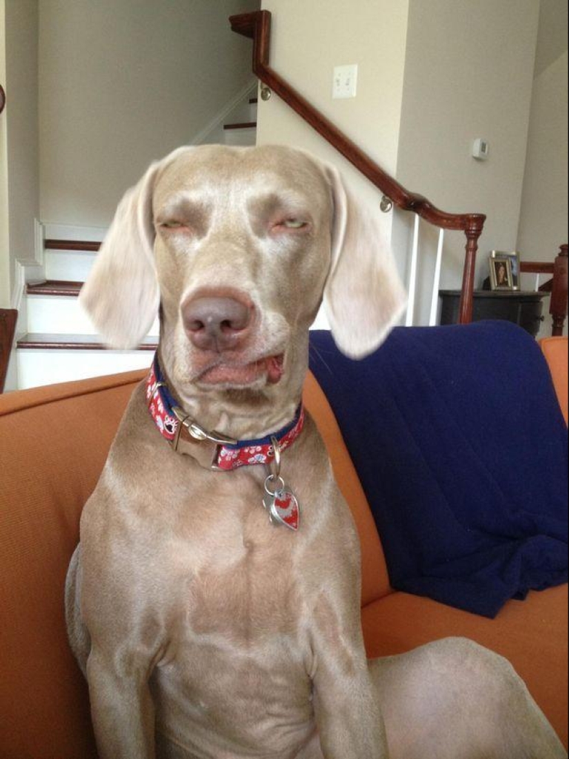 Dog, you've got it all mixed up...