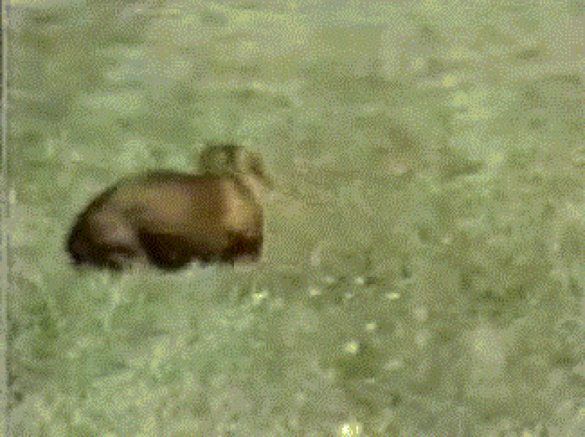 Dog, you've got it all mixed up...