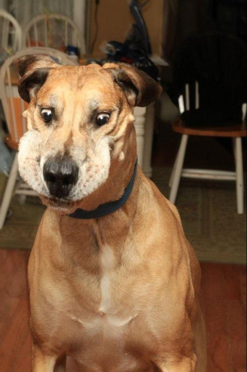 Dog, you've got it all mixed up...