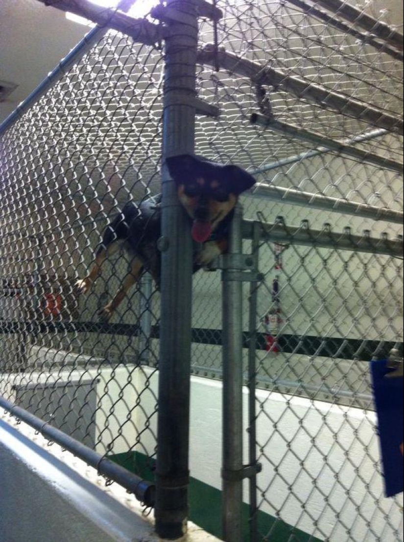 Dog, you've got it all mixed up...