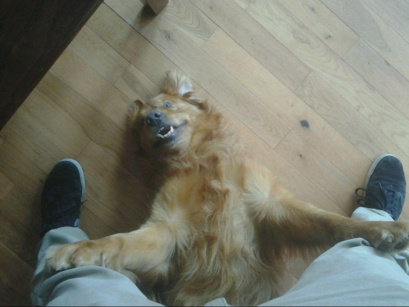 Dog, you've got it all mixed up...