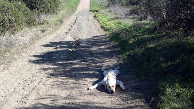 Dog, you've got it all mixed up...