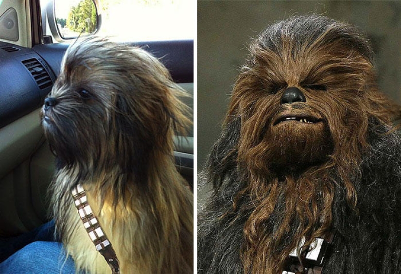 Dogs and their doppelgangers - famous and not so famous