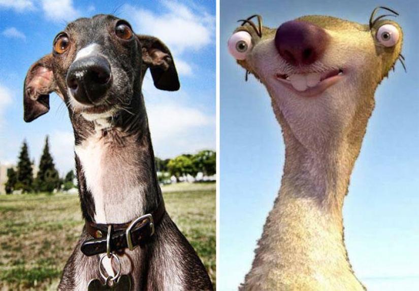 Dogs and their doppelgangers - famous and not so famous