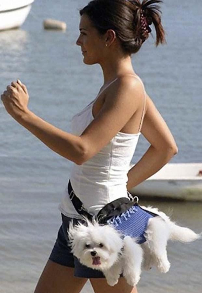 Dogs that just can't... Dogs that just can't...