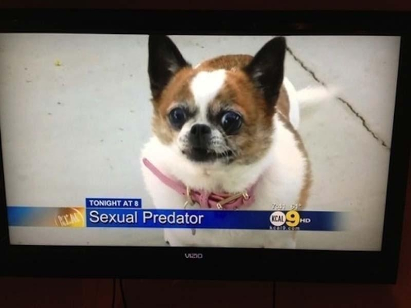 Dogs that just can't... Dogs that just can't...