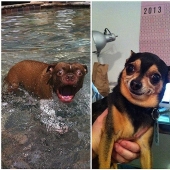 Dogs that just can't...