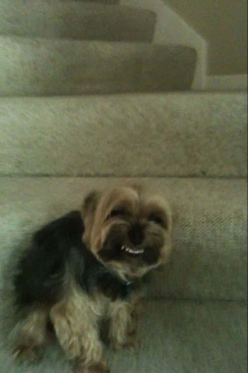 Dogs that just can't... Dogs that just can't...