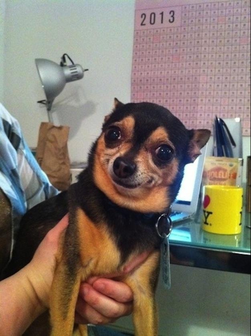 Dogs that just can't... Dogs that just can't...