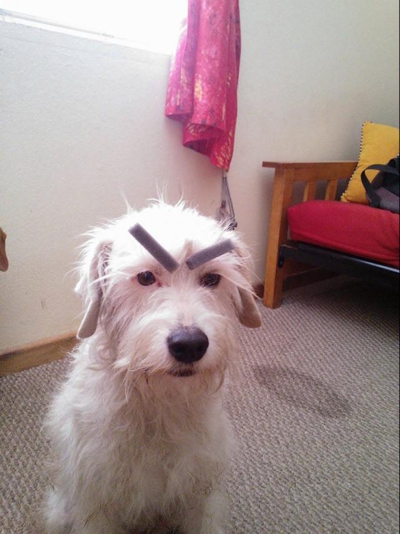 Dogs with eyebrows are taking over the internet