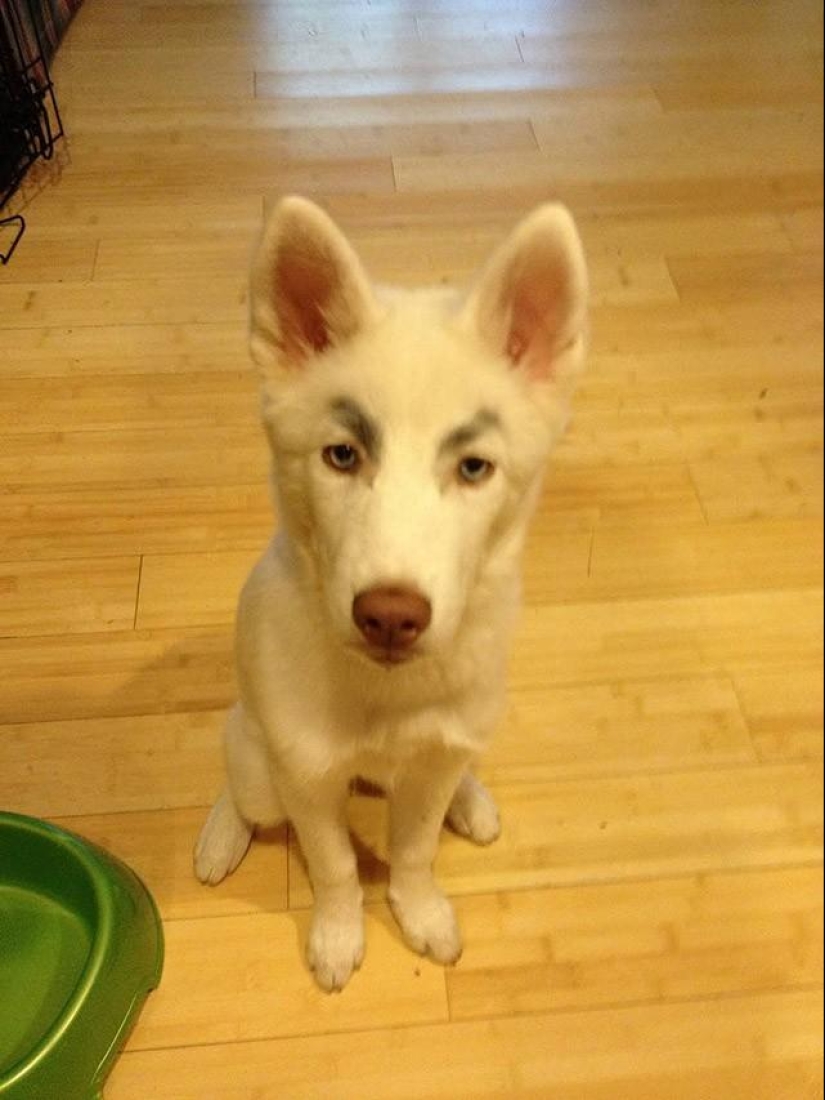 Dogs with eyebrows are taking over the internet