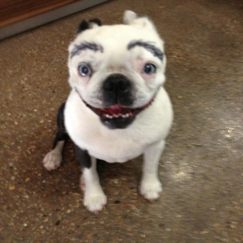 Dogs with eyebrows are taking over the internet