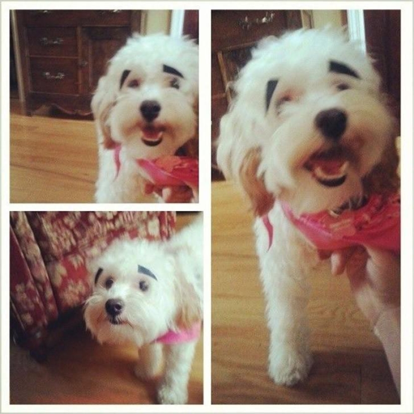 Dogs with eyebrows are taking over the internet
