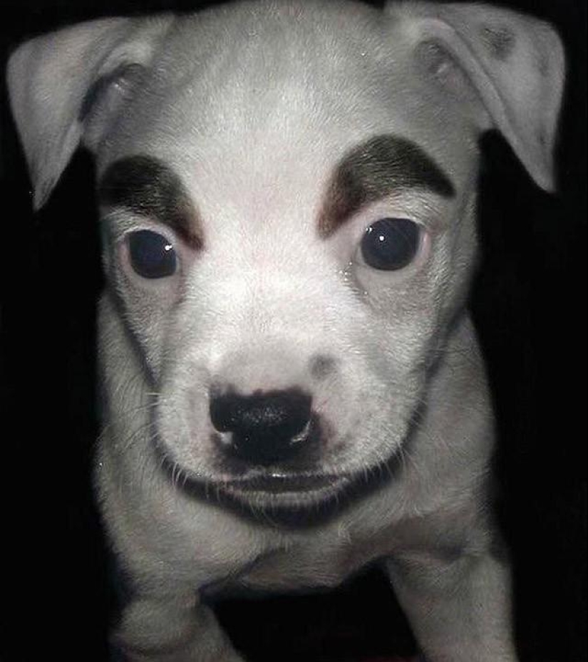 Dogs with eyebrows are taking over the internet