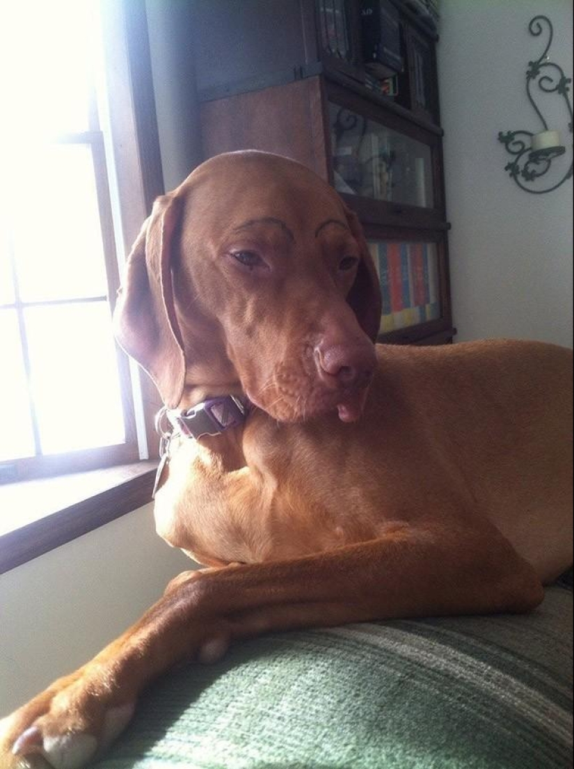 Dogs with eyebrows are taking over the internet