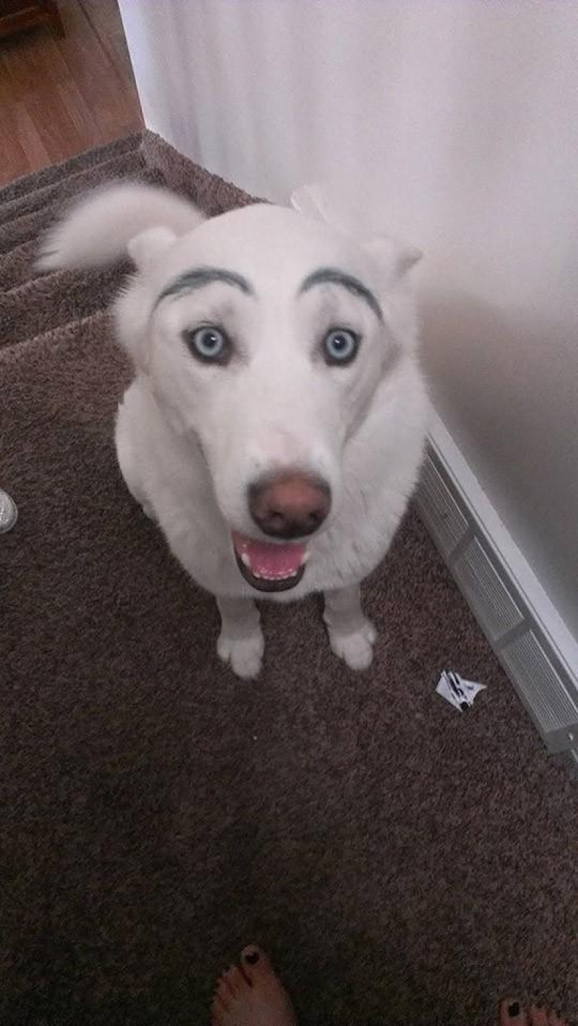 Dogs with eyebrows are taking over the internet