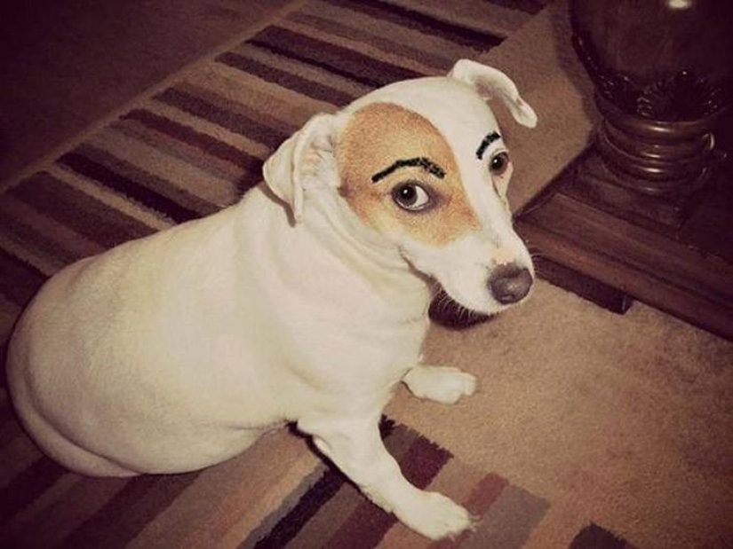 Dogs with eyebrows are taking over the internet