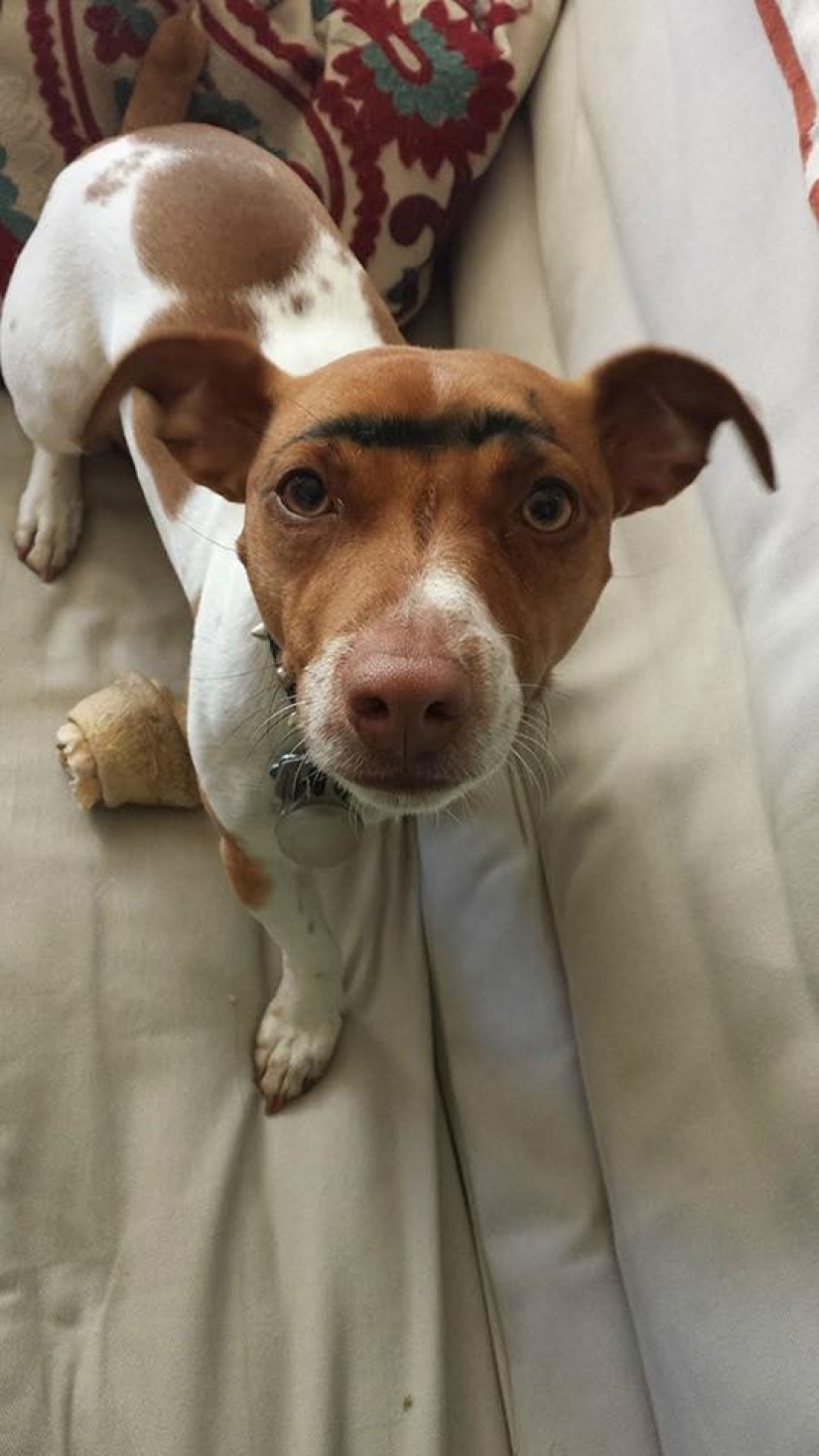 Dogs with eyebrows are taking over the internet