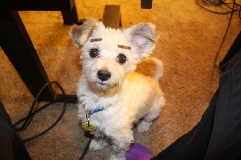 Dogs with eyebrows are taking over the internet