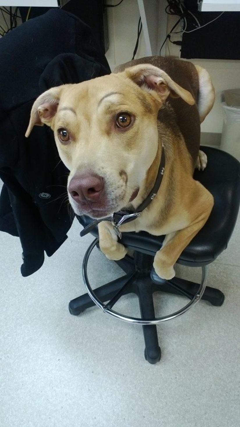 Dogs with eyebrows are taking over the internet