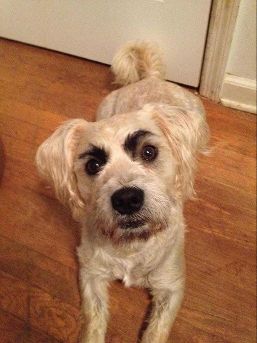 Dogs with eyebrows are taking over the internet