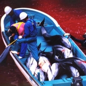 Dolphin killings continue in Japan
