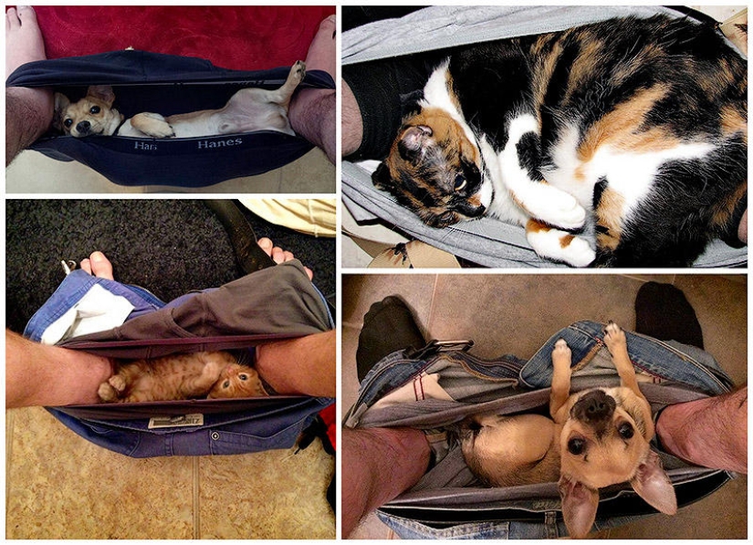 Don't part with your loved ones: pets in the toilet...