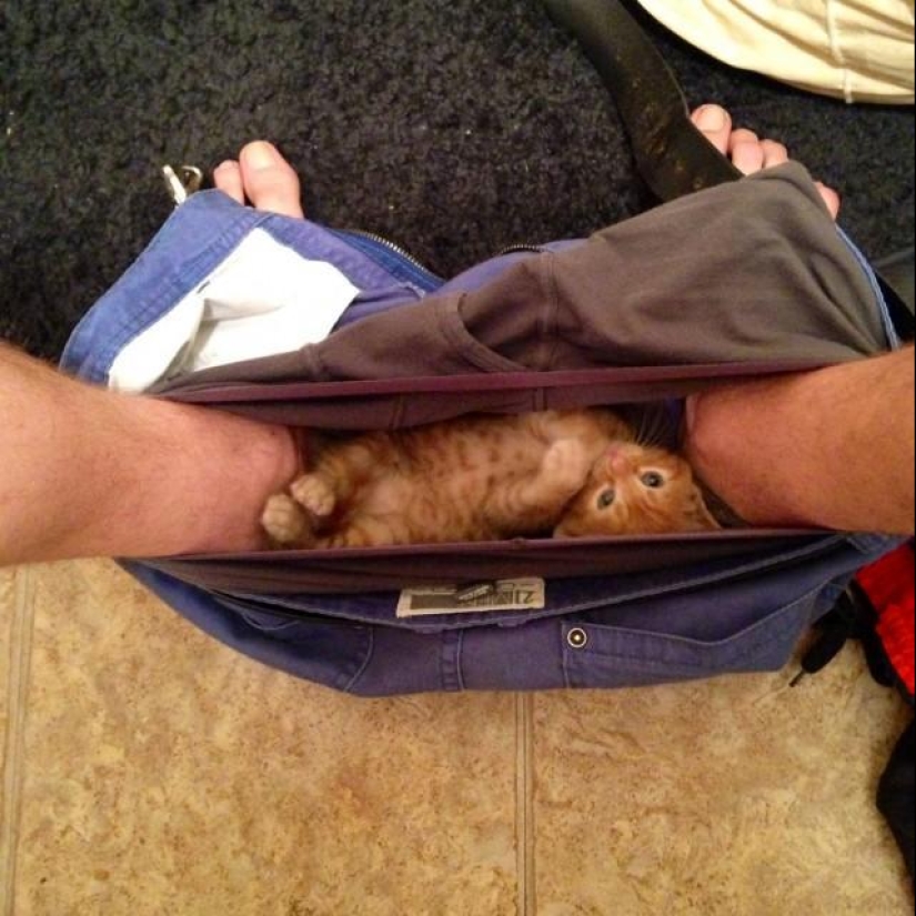 Don't part with your loved ones: pets in the toilet...