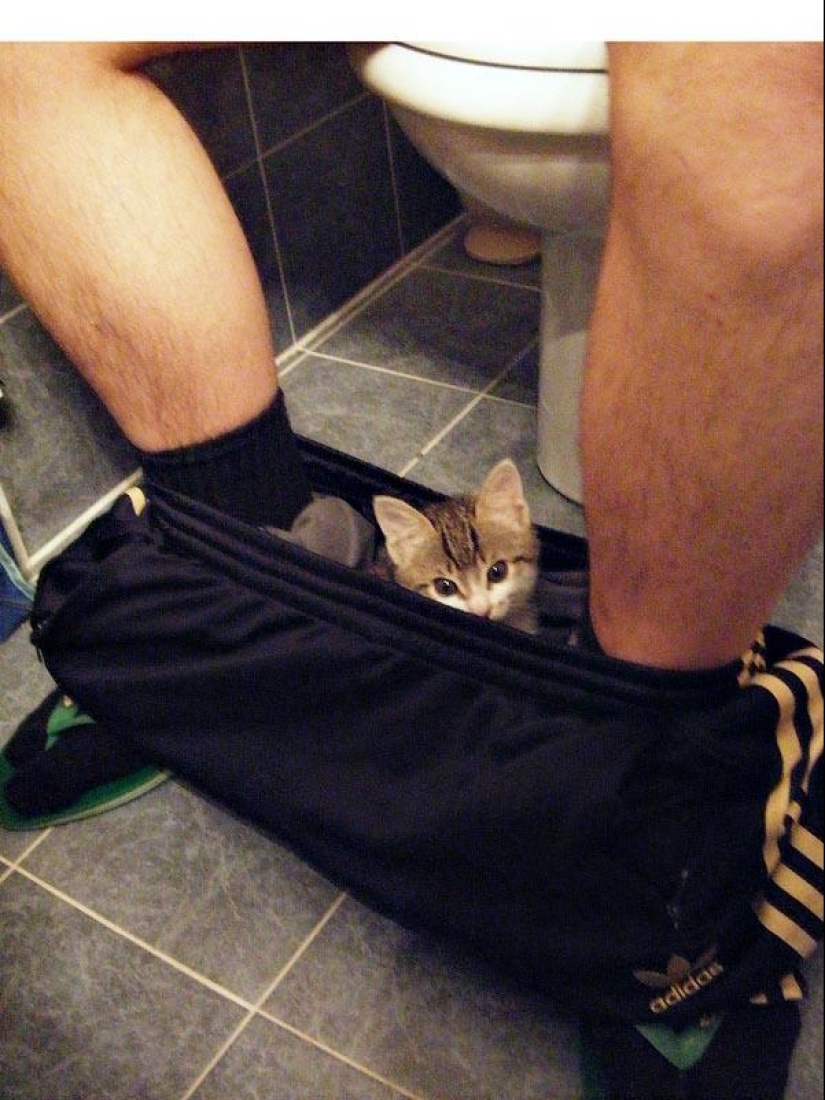 Don't part with your loved ones: pets in the toilet...