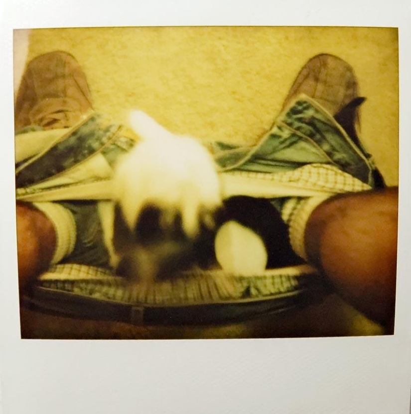 Don't part with your loved ones: pets in the toilet...