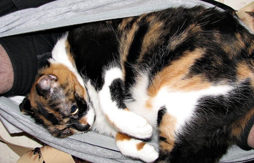 Don't part with your loved ones: pets in the toilet...