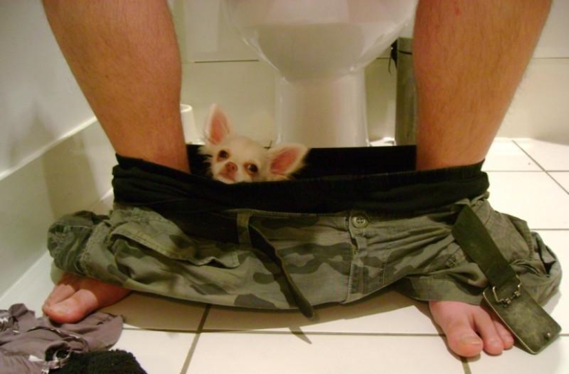 Don't part with your loved ones: pets in the toilet...