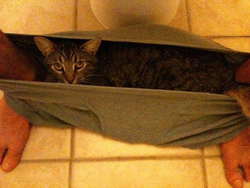 Don't part with your loved ones: pets in the toilet...