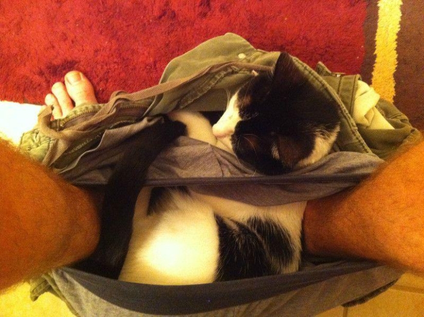 Don't part with your loved ones: pets in the toilet...