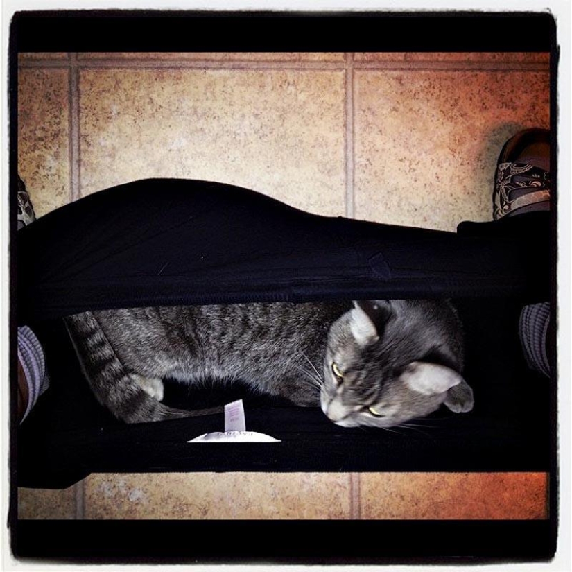 Don't part with your loved ones: pets in the toilet...