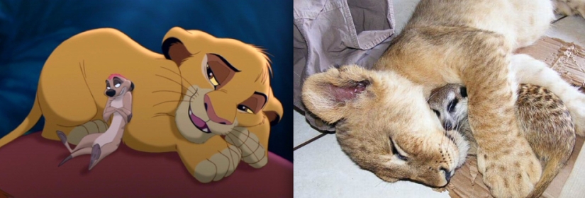 Donald Duck and 20 more Disney animals in real life