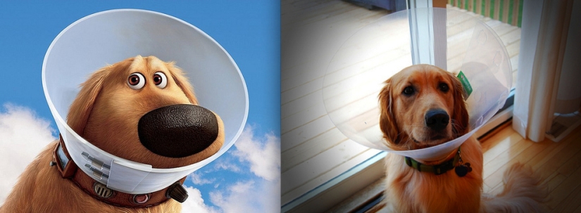 Donald Duck and 20 more Disney animals in real life