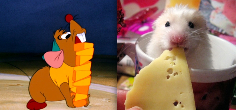 Donald Duck and 20 more Disney animals in real life