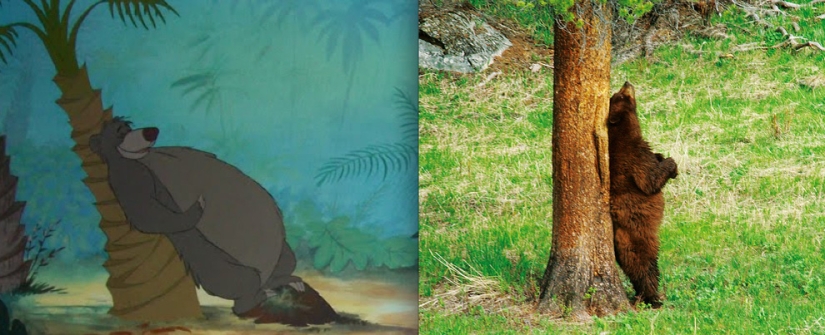 Donald Duck and 20 more Disney animals in real life