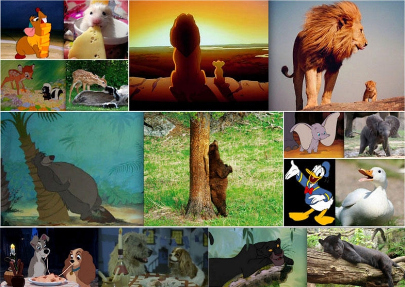 Donald Duck and 20 other Disney animals in real life Donald Duck and 20 other Disney animals in real life