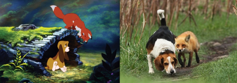 Donald Duck and 20 other Disney animals in real life Donald Duck and 20 other Disney animals in real life