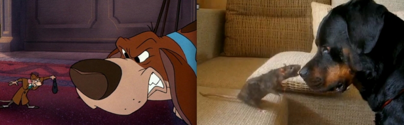 Donald Duck and 20 other Disney animals in real life Donald Duck and 20 other Disney animals in real life